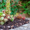 Je tuin renoveren? Bekijk eerst deze tips