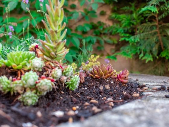 Je tuin renoveren? Bekijk eerst deze tips