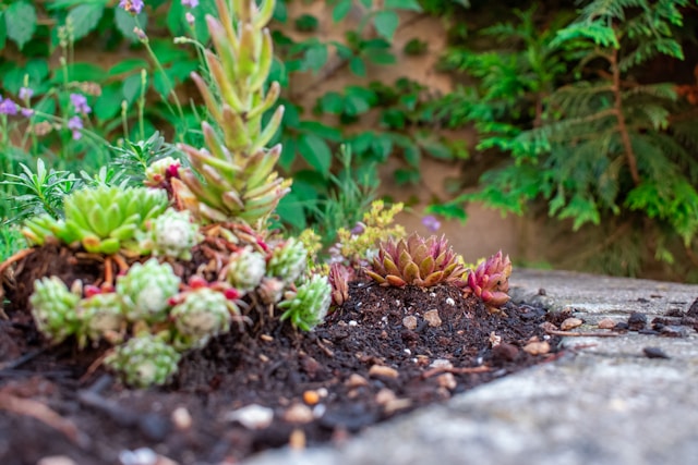 Je tuin renoveren? Bekijk eerst deze tips